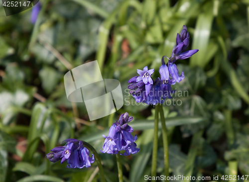 Image of English Bluebells