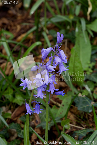 Image of Spanish Bluebells