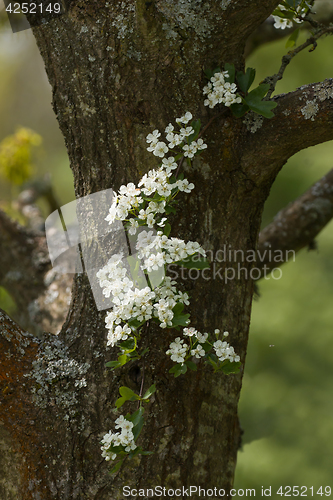 Image of Hawthorn Blossom
