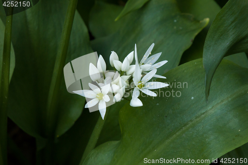 Image of Wild Garlic Flowers