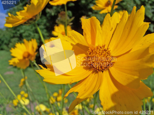 Image of Marigold