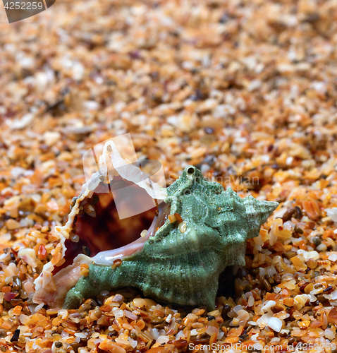 Image of Wet seashell on sand