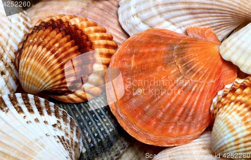 Image of Background of seashells