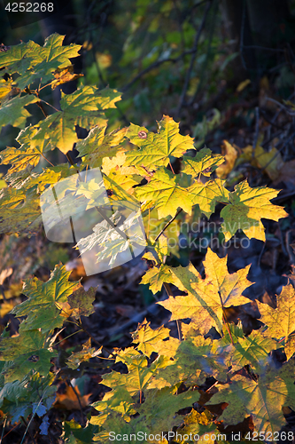 Image of Autumn Forest