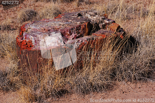 Image of Petrified-Forest-National-Park, Arizona, USA