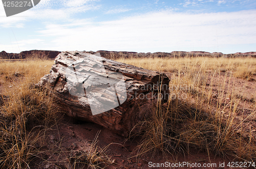 Image of Petrified-Forest-National-Park, Arizona, USA