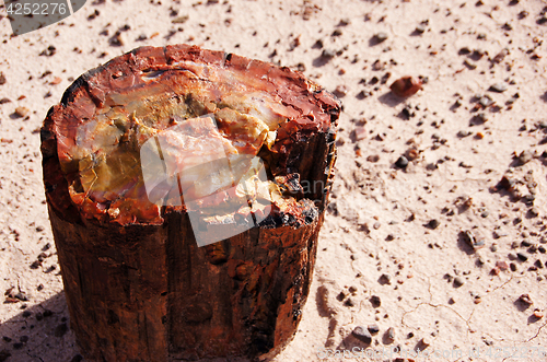 Image of Petrified-Forest-National-Park, Arizona, USA