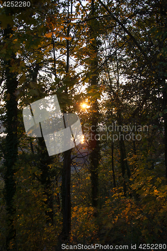 Image of Autumn Forest