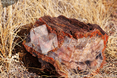 Image of Petrified-Forest-National-Park, Arizona, USA