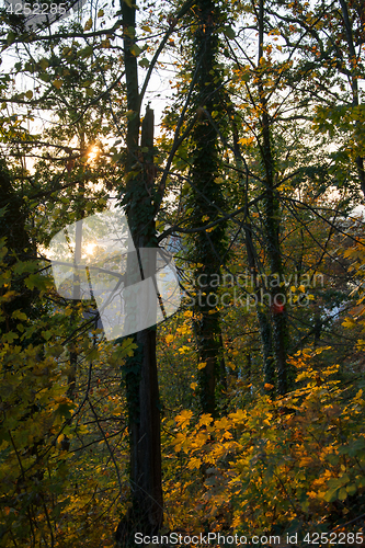 Image of Autumn Forest