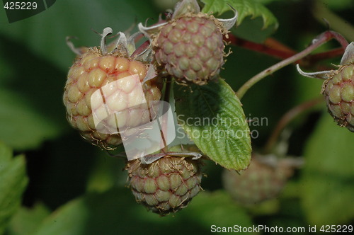 Image of unripe berrys