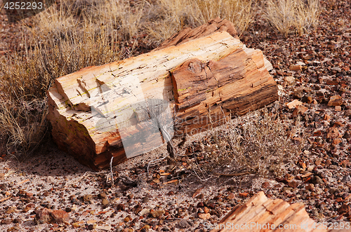 Image of Petrified-Forest-National-Park, Arizona, USA