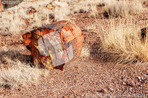 Image of Petrified-Forest-National-Park, Arizona, USA