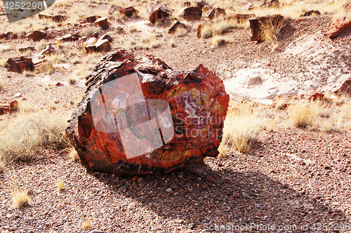 Image of Petrified-Forest-National-Park, Arizona, USA