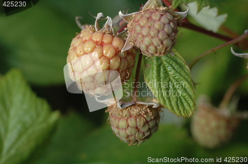 Image of unripe rasberry