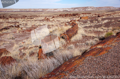 Image of Petrified-Forest-National-Park, Arizona, USA