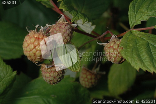 Image of Unripe rasberrys