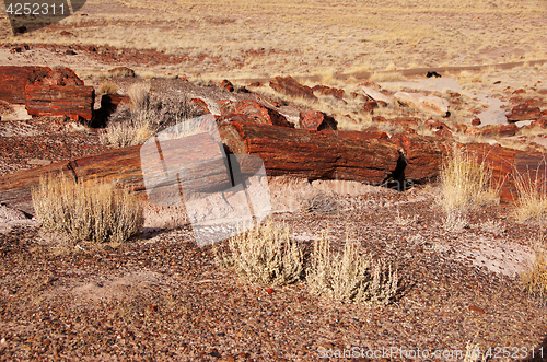 Image of Petrified-Forest-National-Park, Arizona, USA