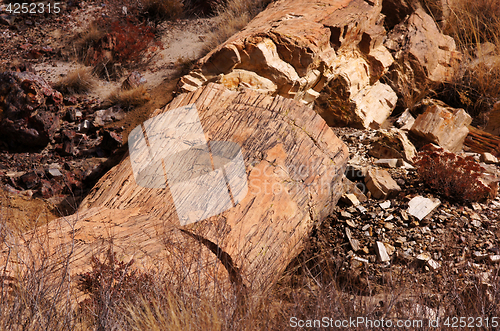 Image of Petrified-Forest-National-Park, Arizona, USA