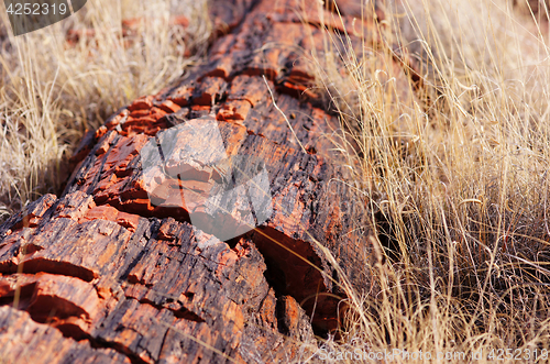 Image of Petrified-Forest-National-Park, Arizona, USA