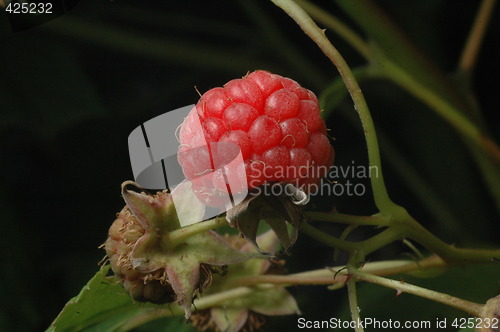 Image of ripe rasberry