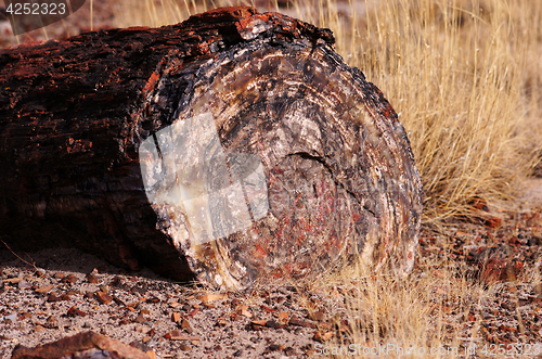 Image of Petrified-Forest-National-Park, Arizona, USA