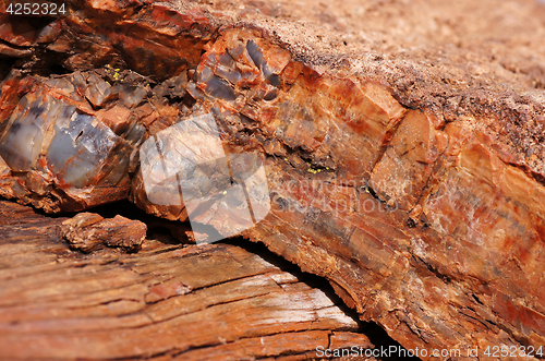 Image of Petrified-Forest-National-Park, Arizona, USA