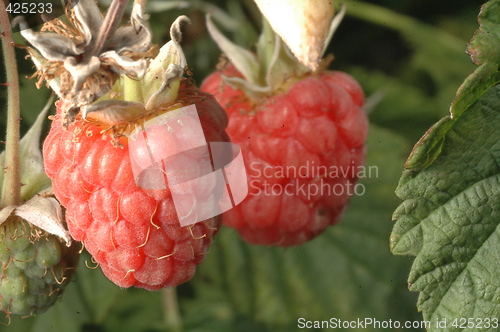 Image of ripe rasberry