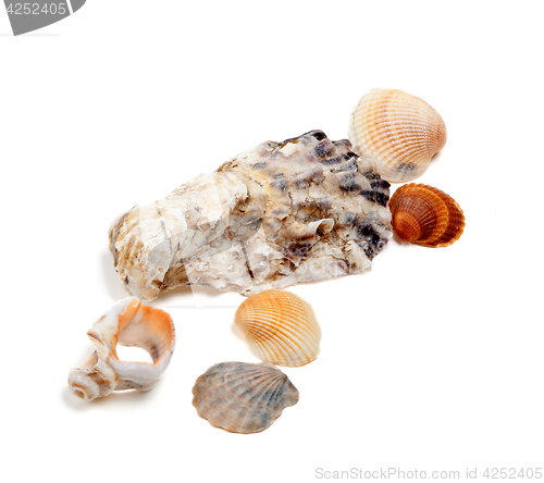 Image of Collection of seashells 