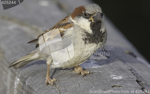 Image of House Sparrow. Norway 2008