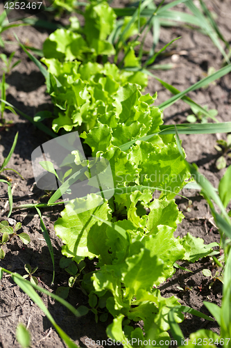 Image of Row of young green salad lettuce growing in garden