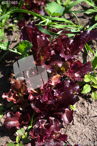 Image of Red salad lettuce growing in garden