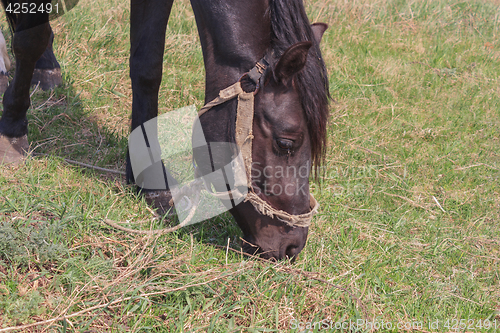 Image of Portrait of a black horse on a background of green grass