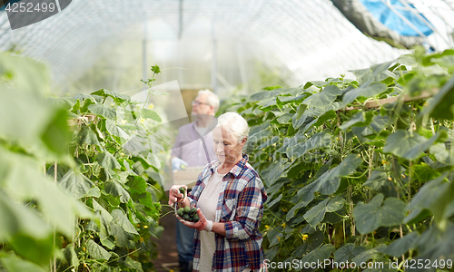 Image of old farmers picking cucumbers at farm greenhouse