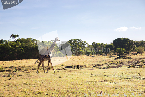 Image of giraffe walking along savannah at africa