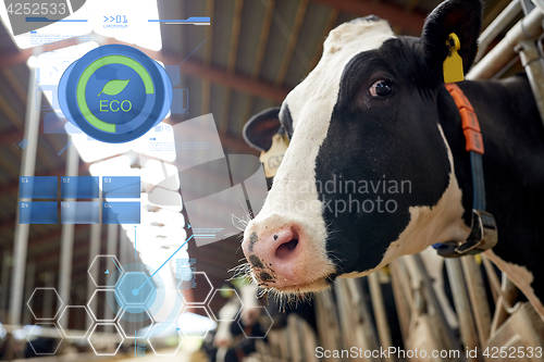 Image of herd of cows in cowshed on dairy farm