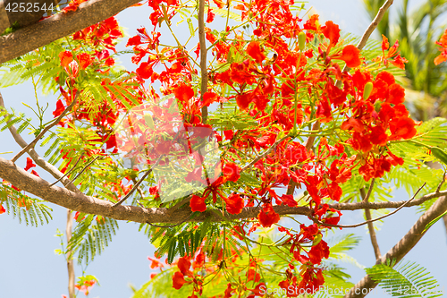 Image of flowers of delonix regia or flame tree outdoors