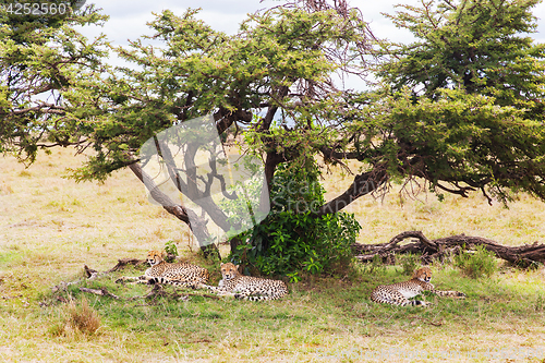 Image of cheetahs lying under tree in savannah at africa