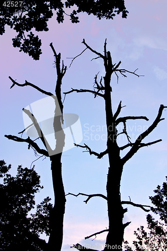 Image of Withered black tree silhouette against sky, Valtrebbia, Italy