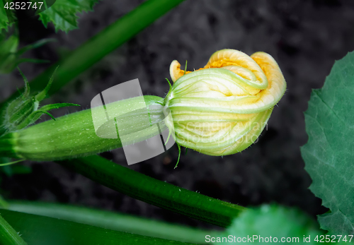 Image of Yellow flower on the young growing zucchini