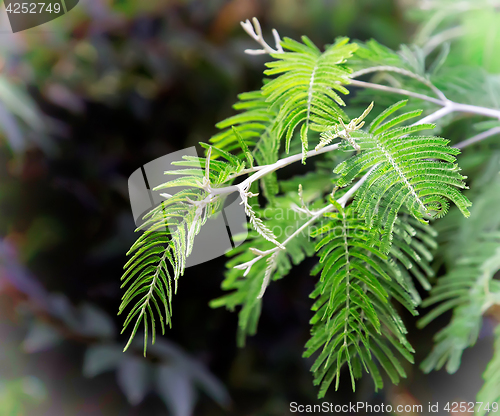 Image of Branch of a Mimosa on a dark background.