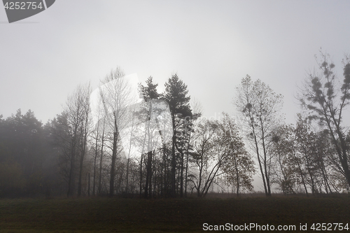 Image of Trees in the fog