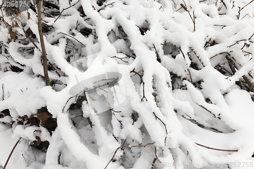 Image of trees covered with snow