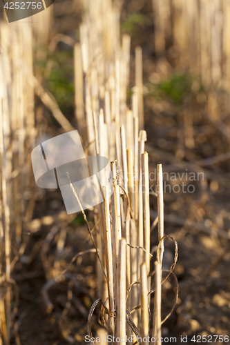 Image of Field harvested wheat crop