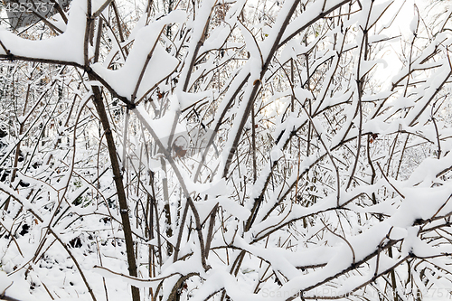 Image of trees covered with snow