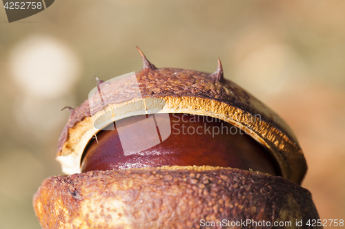 Image of spikes fruit chestnut,