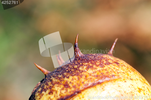 Image of spiny chestnut, details