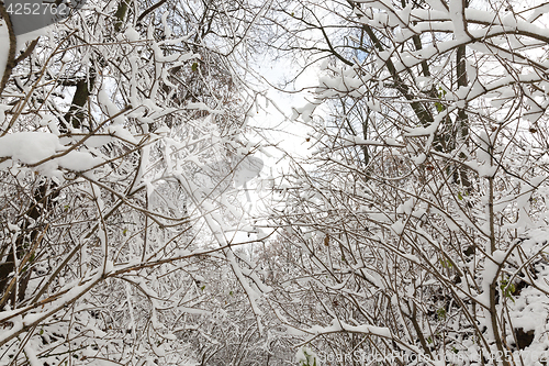 Image of trees covered with snow