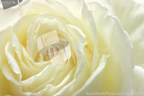 Image of White rose close-up