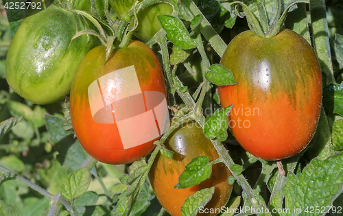 Image of Tomatoes ripen on the branches of a Bush.